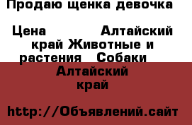 Продаю щенка девочка › Цена ­ 2 000 - Алтайский край Животные и растения » Собаки   . Алтайский край